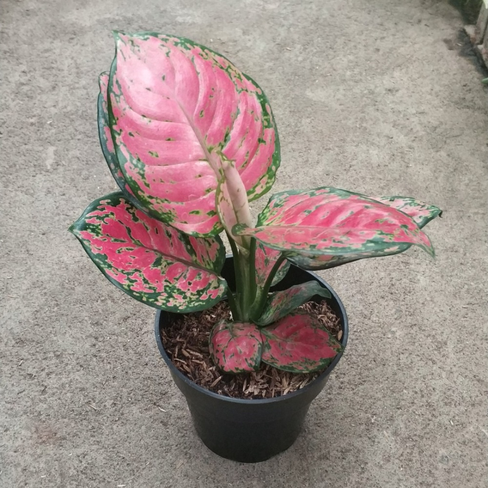 Tanaman Aglaonema Dud Anjamani