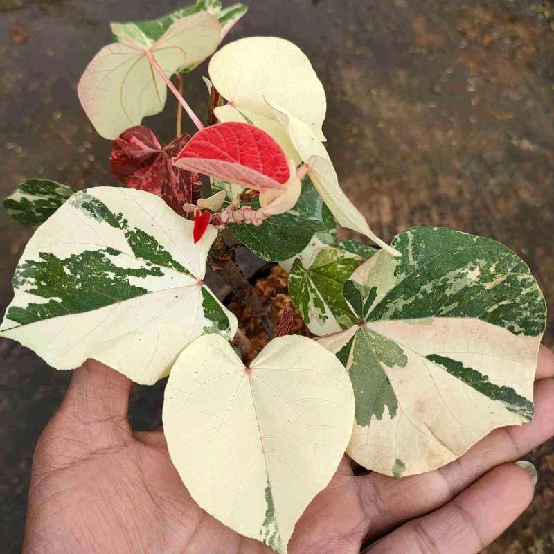 Tanaman Waru Variegata Hibiscus Tiliaceus