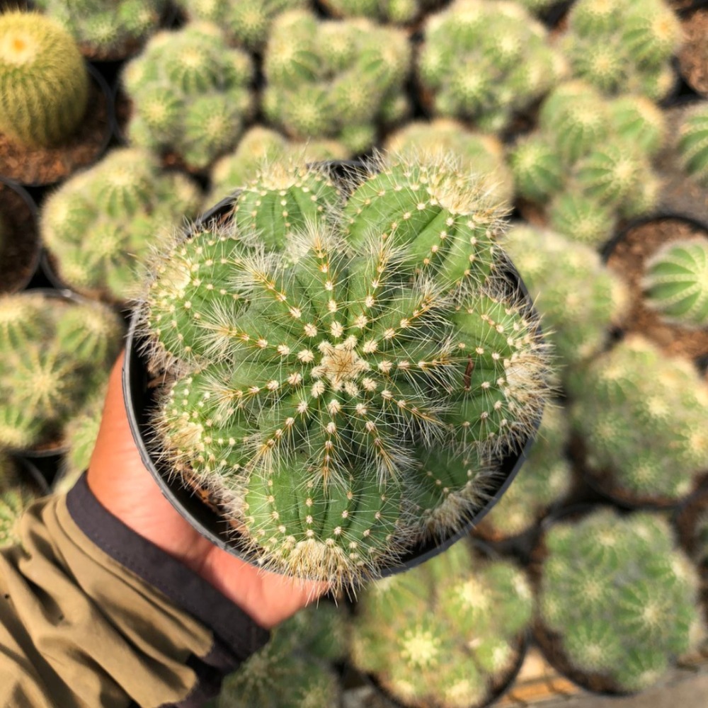 Tanaman Kaktus Notocactus Magnificus Cluster