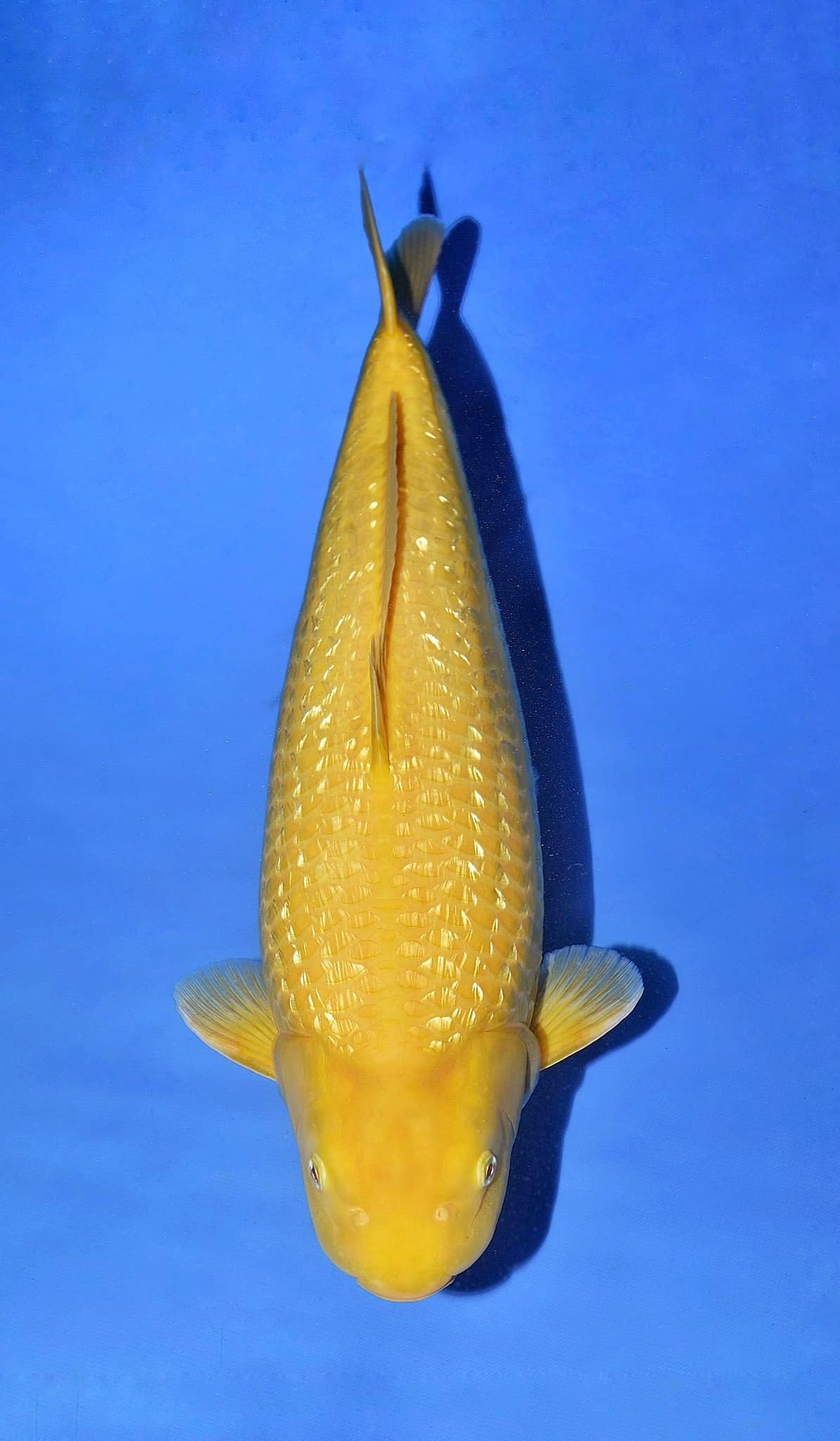 π‘ Apa Itu Yellow Monkey dari Dainichi? π‘ Apa Itu Yellow Monkey dari Dainichi?