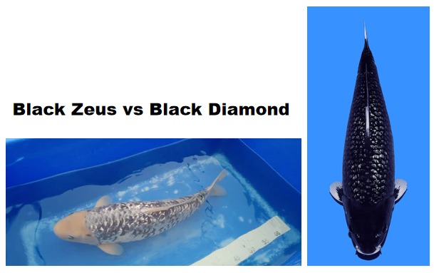 Mengenal Varietas Koi Baru: Black Zeus dan Black Diamond dari Dainichi Koi Farm Mengenal Varietas Koi Baru: Black Zeus dan Black Diamond dari Dainichi Koi Farm