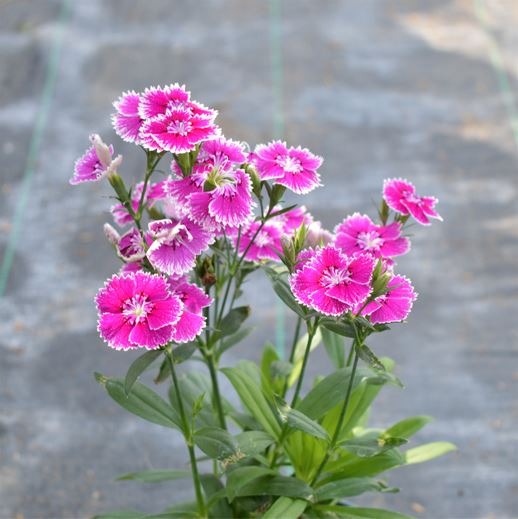 Dianthus tymphresteus