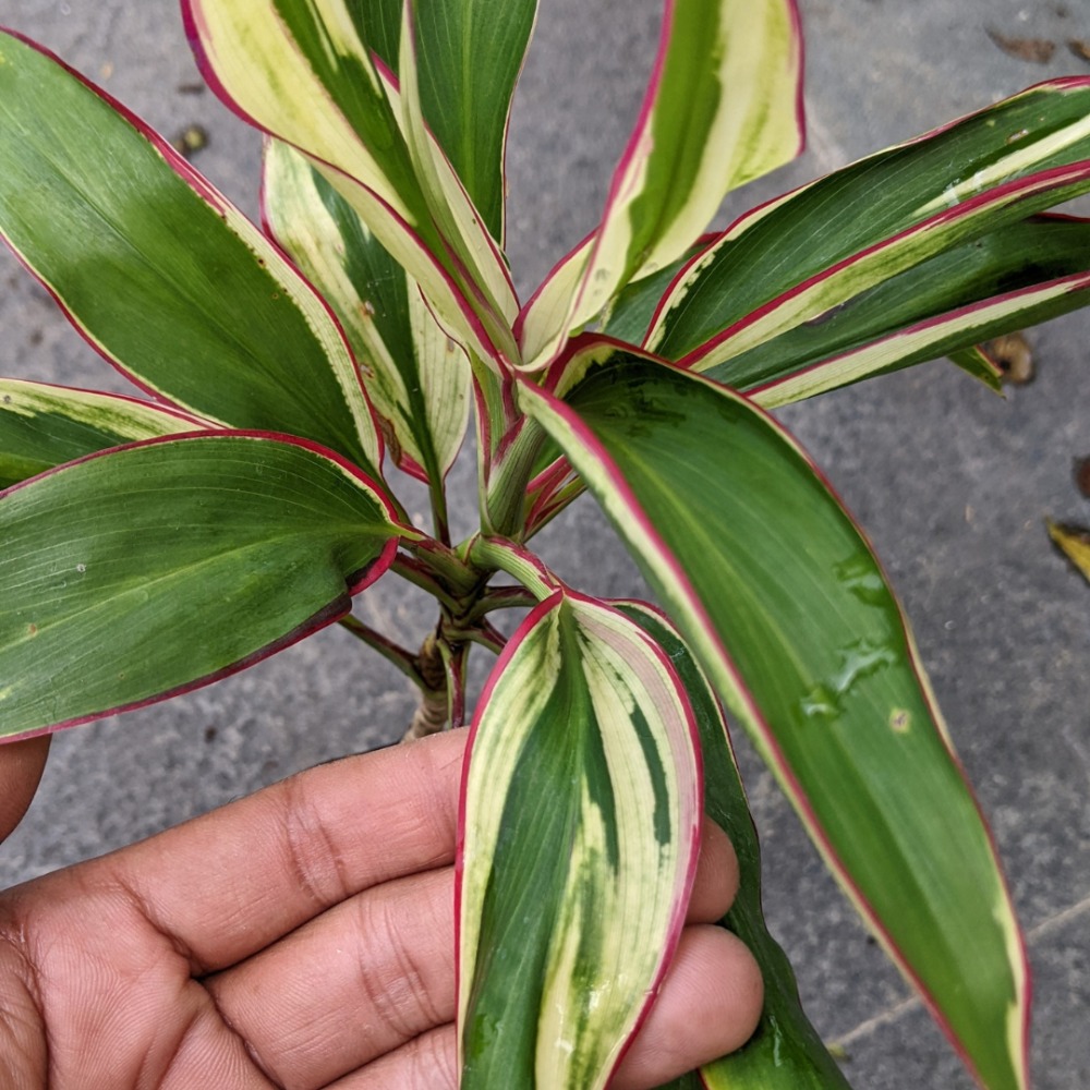 Tanaman Cordyline Tricolor