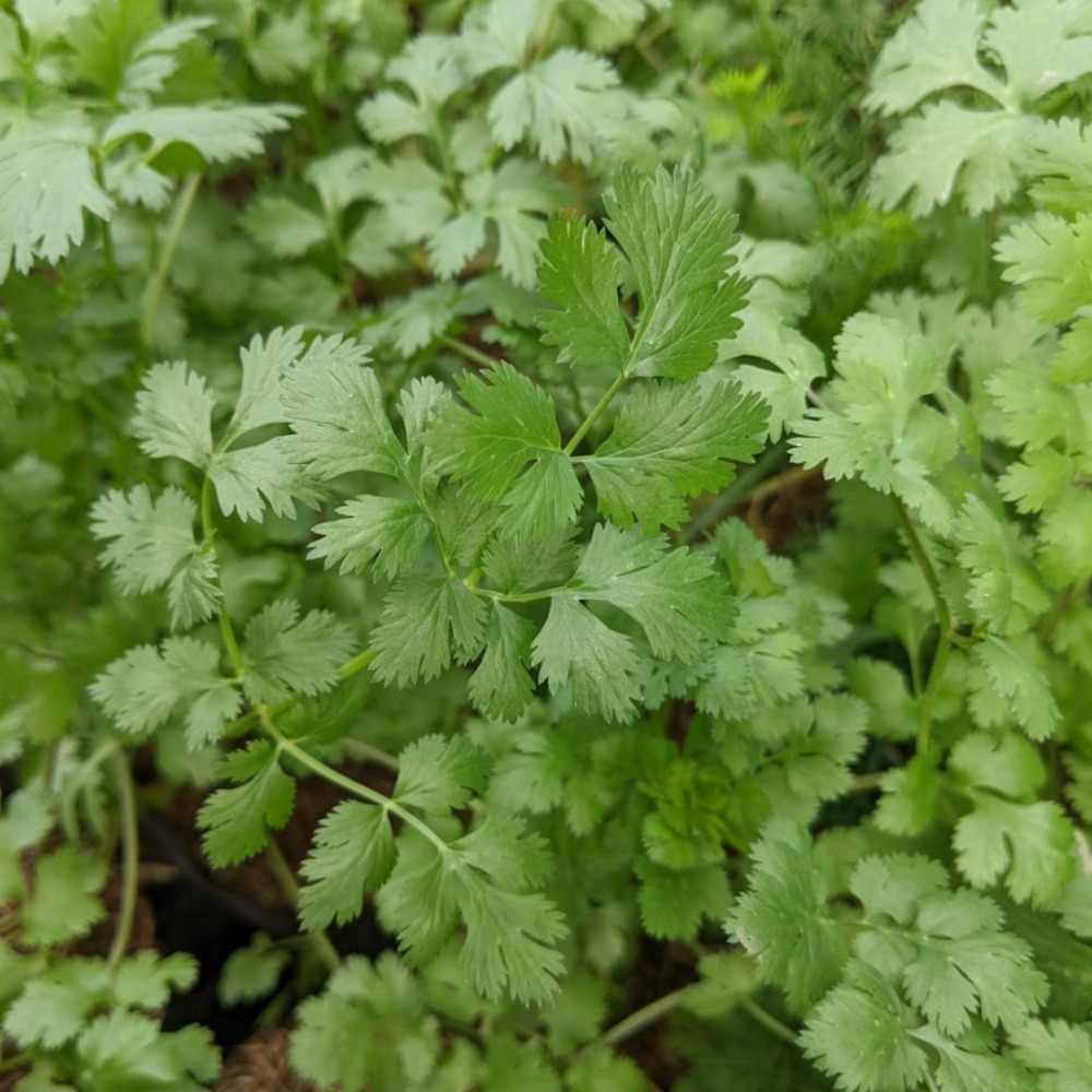 Pohon Ketumbar