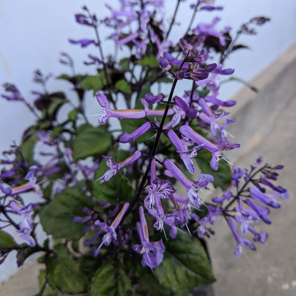 Tanaman Mona Lavender