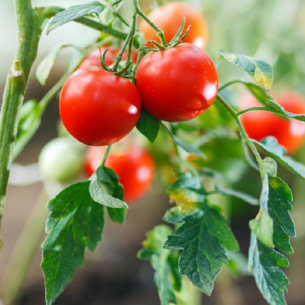 Tanaman tomat cherry