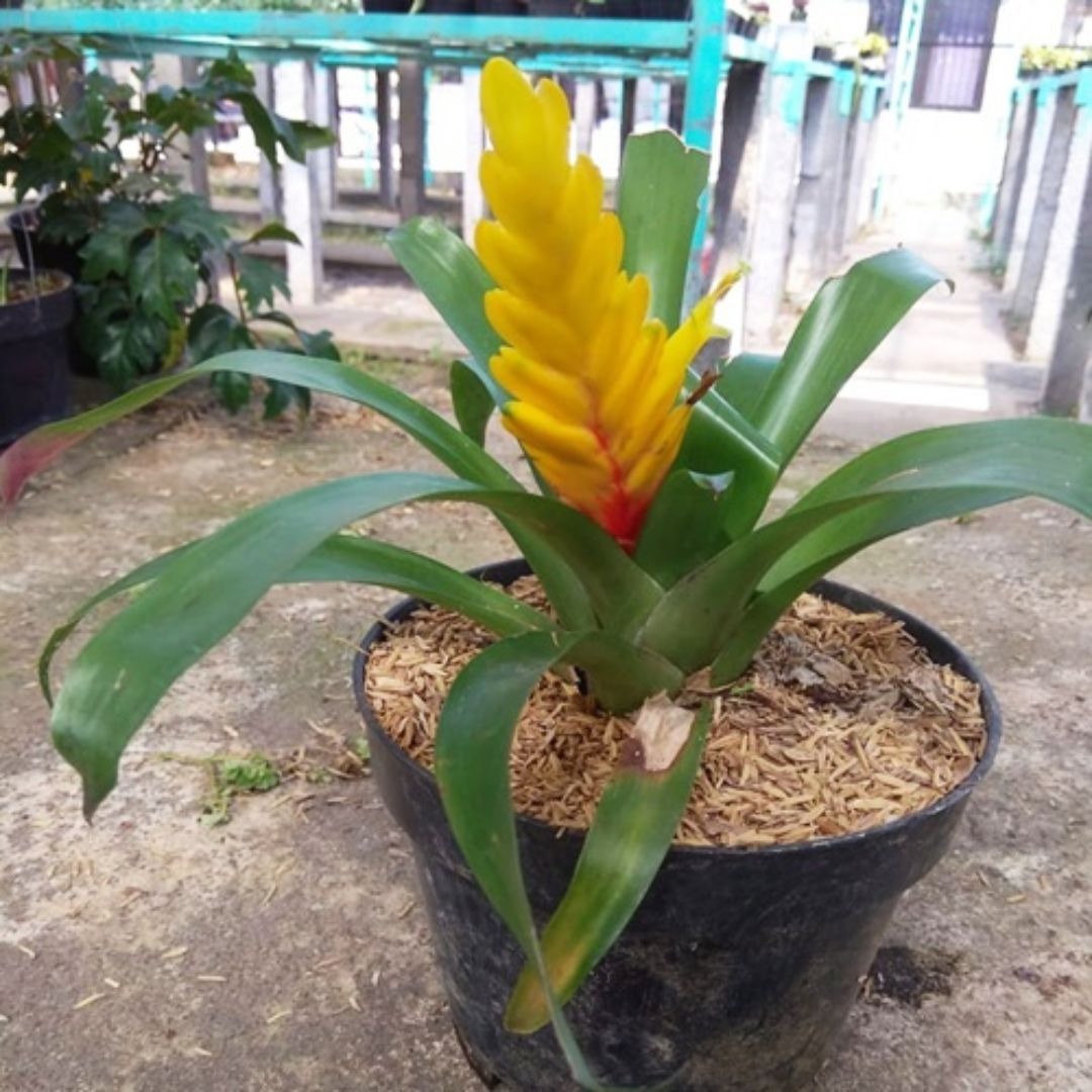 Tanaman Bromelia Kuning