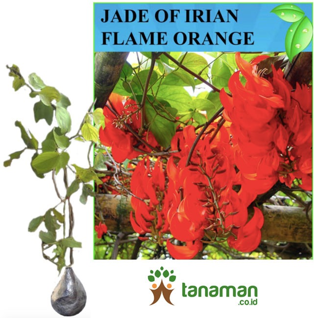  Tanaman  Jade of Irian Flame Orange