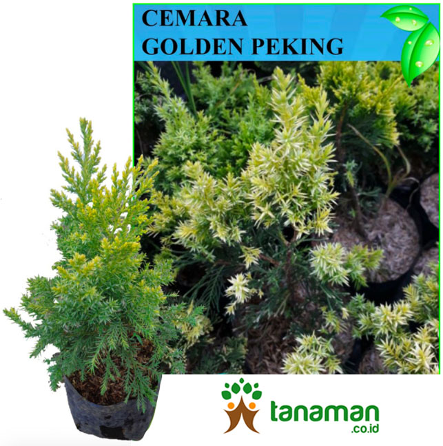  Bibit Cemara  Golden Peking