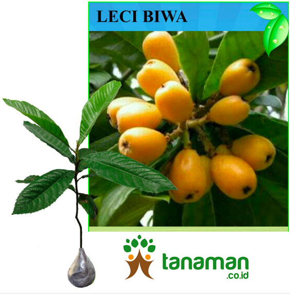 Bibit Leci Biwa / Loquat