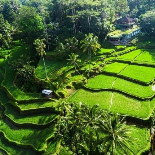 paket tour ubud 1 hari