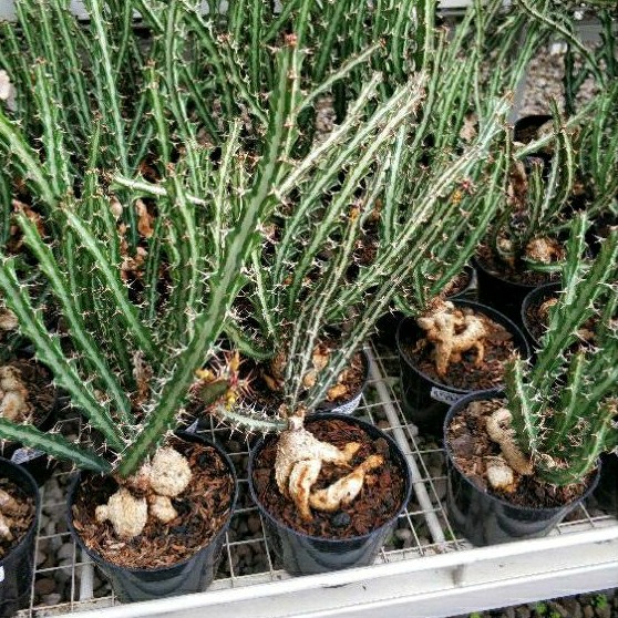 Euphorbia Knuthii - Keunikan daun segitiga dan batang menarik
