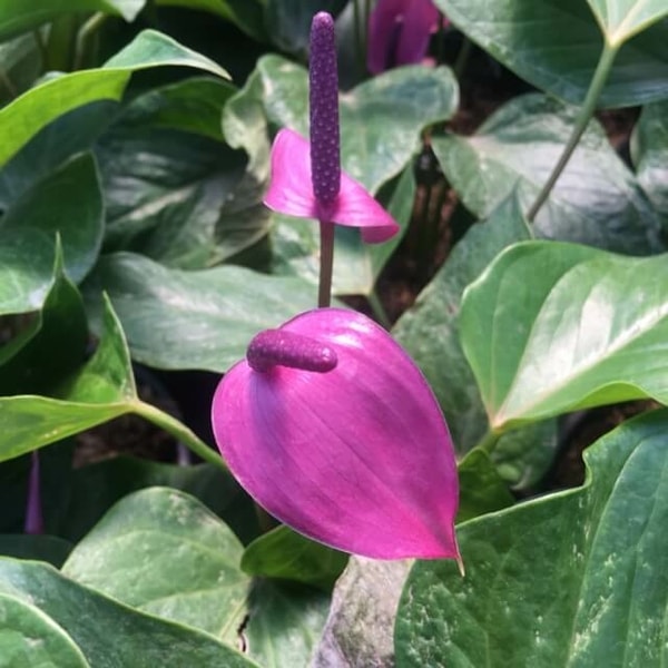 bunga anthurium mini ungu