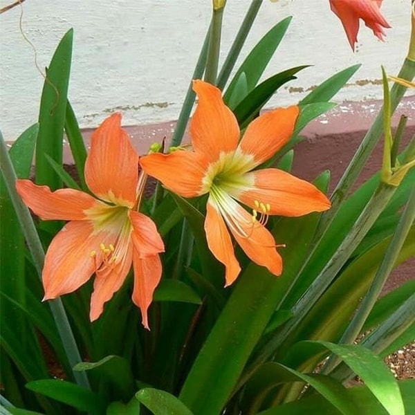 amaryllis oranye