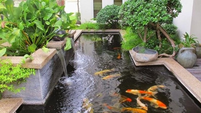 Jangan Sembarangan Menguras Air Kolam Koi! Ini Alasannya..