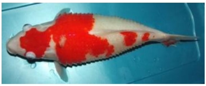 Mengenal Dropsy pada Ikan Koi: Gejala, Penyebab, dan Penanganannya