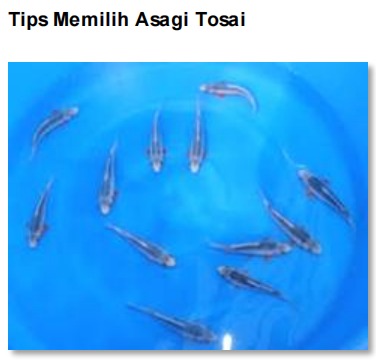 Memilih Tosai Asagi, koi dengan pola Simpel tapi susah kalau milih dari ukuran kecil.
