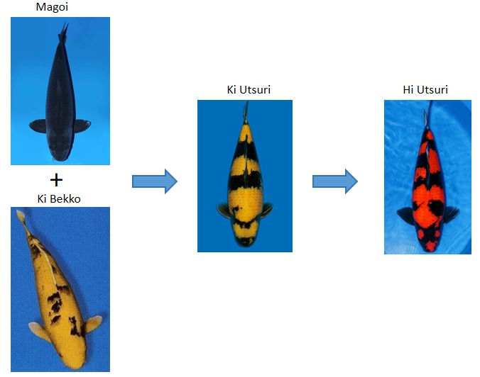 Hi Utsuri, Pesona Koi bak persilangan Bayangan Hitam dengan Api!