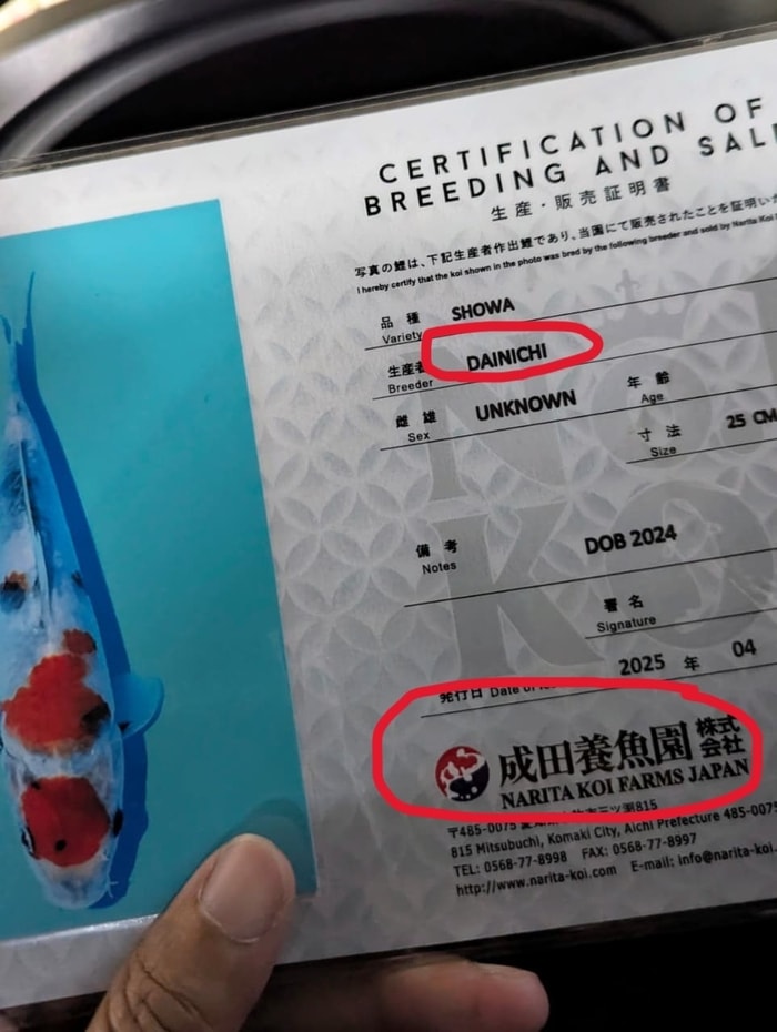 Sertifikat Koi Narita Koi Farm kok ada nama Breeder Lain? Gimana maksudnya???