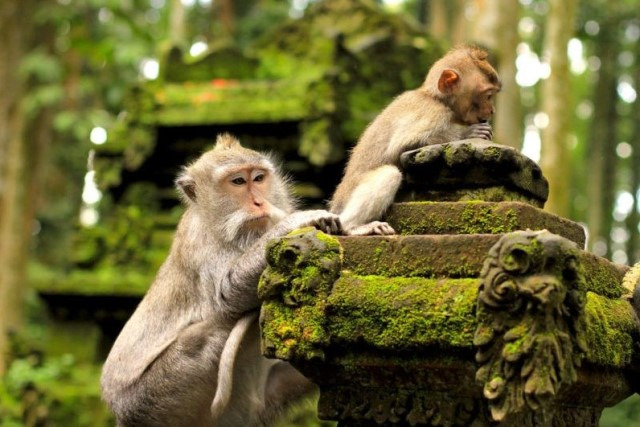 Mandala Wisata Wenara Wana atau disebut juga Hutan Monyet Ubud merupakan sebuah tempat cagar alam dan kompleks candi yang terletak di Ubud, Bali. Di tempat ini mempunyai kurang lebih 340 ekor monyet ekor panjang.