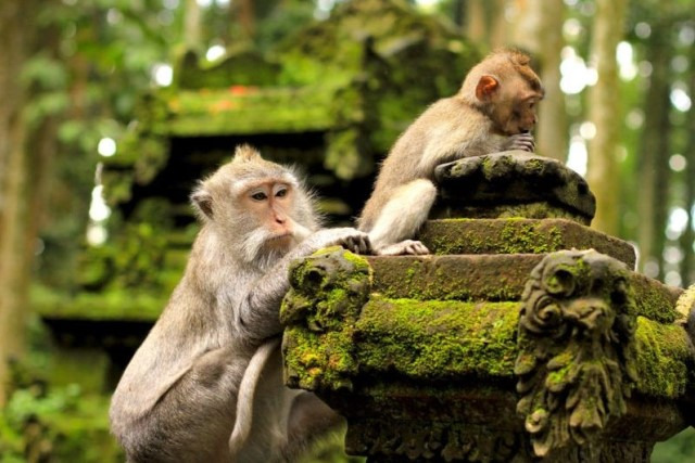 Mandala Wisata Wenara Wana atau disebut juga Hutan Monyet Ubud merupakan sebuah tempat cagar alam dan kompleks candi yang terletak di Ubud, Bali. Di tempat ini mempunyai kurang lebih 340 ekor monyet ekor panjang.