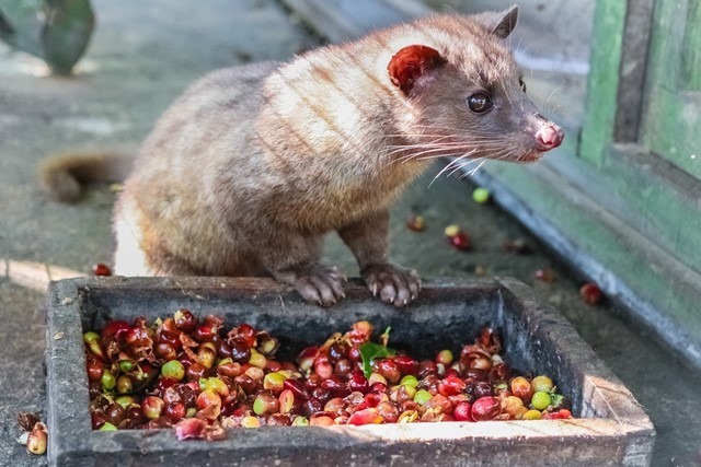 Kamu bakal diajak melihat proses pembuatan kopi luwak, yaitu salah satu jenis kopi yang kenikmatannya diakui masyarakat pecinta kopi di seluruh dunia. Biji kopi pilihan akan diberikan pada luwak (binatang mamalia yang sepintas mirip kucing) untuk dimakan dan kotoran yang dihasilkan oleh si luwak inilah yang nantinya akan diolah menjadi kopi luwak