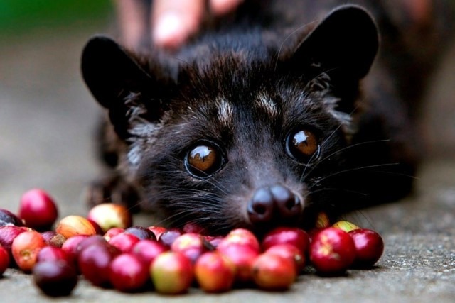Kamu bakal diajak melihat proses pembuatan kopi luwak, yaitu salah satu jenis kopi yang kenikmatannya diakui masyarakat pecinta kopi di seluruh dunia. Biji kopi pilihan akan diberikan pada luwak (binatang mamalia yang sepintas mirip kucing) untuk dimakan dan kotoran yang dihasilkan oleh si luwak inilah yang nantinya akan diolah menjadi kopi luwak.