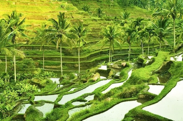 Tegallalang rice terraces, yang terletak di sekitar 10 km di utara Ubud, Bali, adalah objek wisata terkenal karena pemandangan sawah teraseringnya yang indah. Sawah terasering ini merupakan bagian dari desa Tegallalang, yang juga merupakan desa wisata.