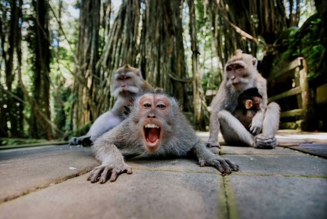 Mandala Suci Wenara Wana atau disebut juga Monkey Forest Ubud merupakan sebuah tempat cagar alam dan kompleks candi yang terletak di desa Padangtegal Ubud, Bali. Di tempat ini mempunyai kurang lebih 749 ekor monyet ekor Panjang.