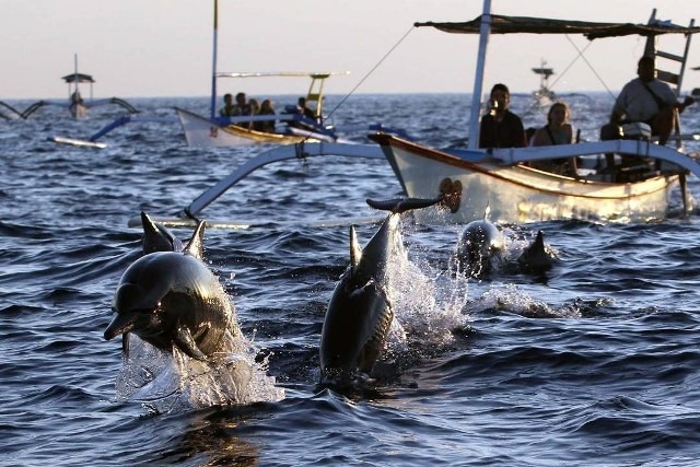 Setiba di laut lepas, keseruan “berburu” lumba-lumba pun dimulai, jukung yang kita tumpangi akan memacu kecepatannya mendekati lokasi mamalia cerdas yang sedang menunjukkan pesonananya